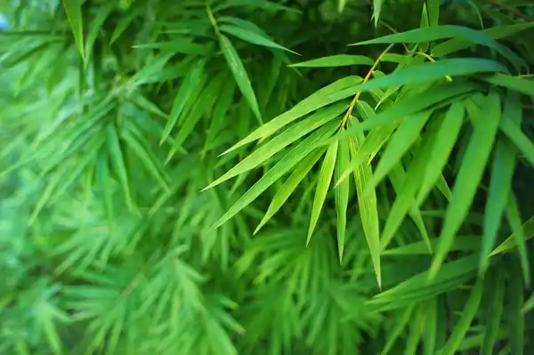 What are the side effects of bamboo leaf extract?